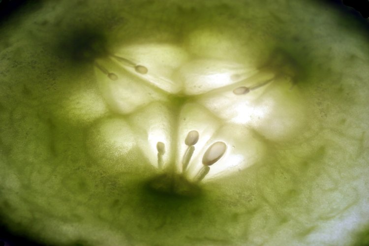 Germina las semillas de pepino adecuadamente para cultivar plantas saludables.