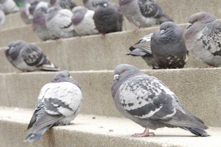 El excremento de las palomas puede desparramar enfermedades.