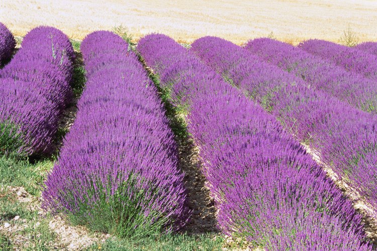 La lavanda es fácil de cultivar y es una perenne fuerte.