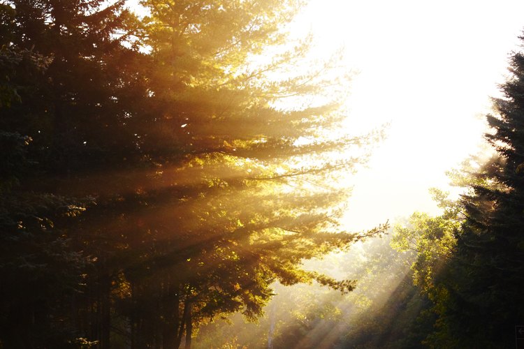 El sol es la fuente de energía fundamental para todas las plantas verdes.
