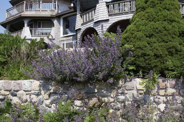 Una pared baja empedrada, compuesta de adoquines, en el jardín de una casa de Cape Cod.
