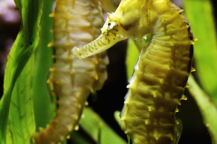 El animal más interesante entre las algas puede ser el dragón de mar de malezas, que es una especie de caballito de mar.