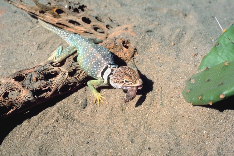 Existen varias especies de lagartijas en Georgia.