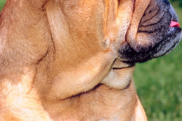 Mantén a las arrugas de tu bulldog secas y libres de infecciones.