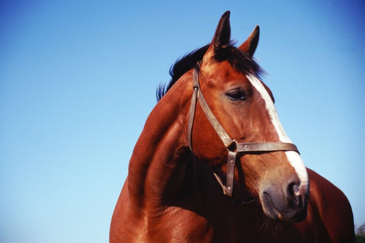 Los tatuajes se utilizan para proporcionar un registro permanente en el caballo.