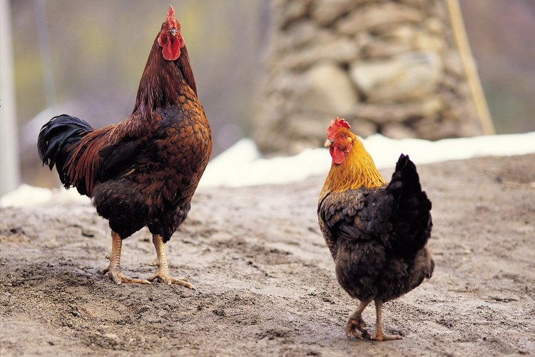 Con el objetivo de protejerse contra depredadores, algunas gallinas son menos coloridas.
