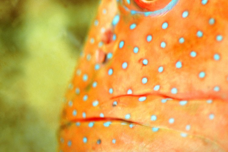 El pez joya cíclida es una especie de agua dulce que puede crecer hasta 6 pulgadas (15 cm).