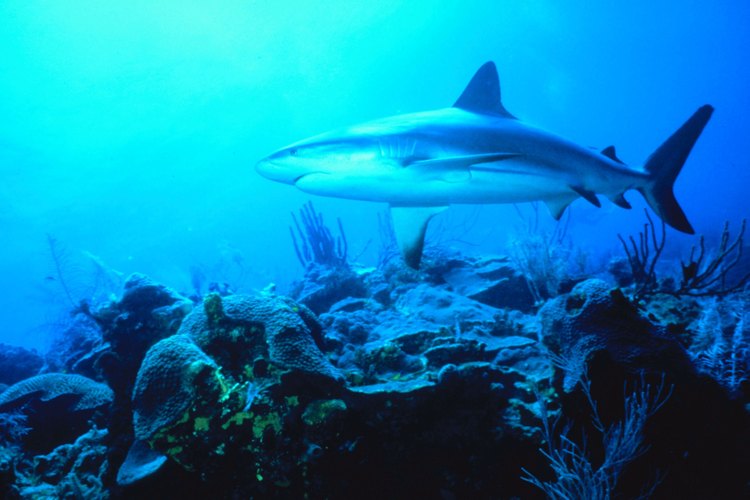El Shark Reef en el hotel Mandalay Bay es un atractivo no sólo para adolescentes, sino para toda la familia.