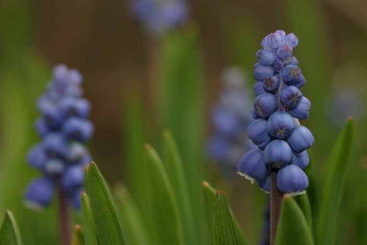 Tan pronto como florecen las primeras cabezuelas, se puede cosechar la lavanda para sobres.
