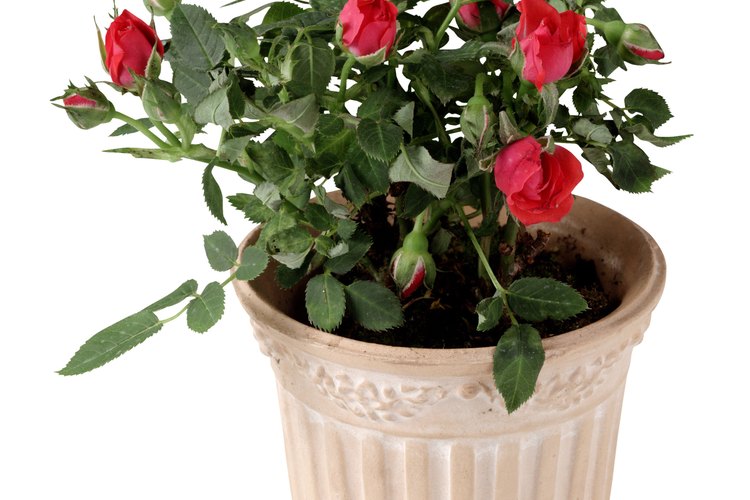 Un rosal en miniatura en su primera maceta.