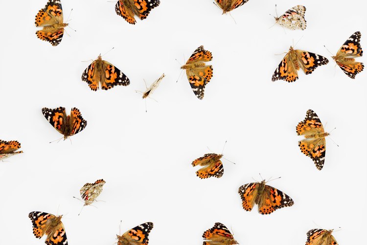 Las mariposas monarcas son venenosas y dañarán de manera severa a cualquier depredador que intente comerlas.
