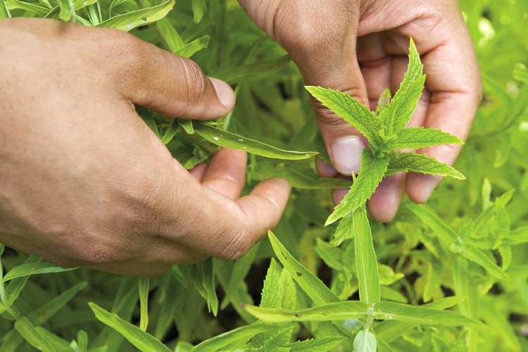La albahaca se puede cultivar tanto en macetas de interior como en parcelas al aire libre.