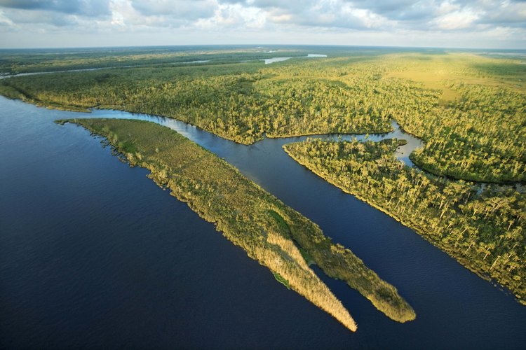 Los Everglades son algunos de los mejores recursos naturales de la Florida.
