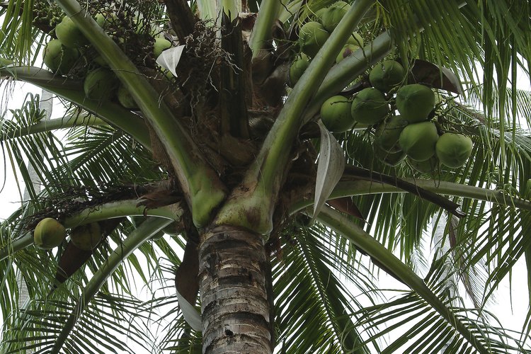 La cáscara del coco es un medio útil para el crecimiento.