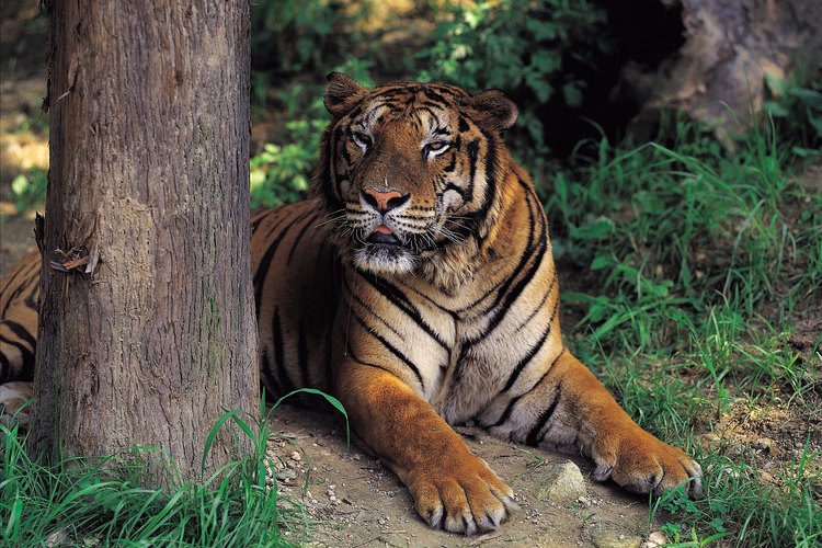 En el Zoológico Nacional una señal que te indicará el camino para continuar con una larga carrera.