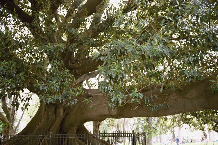 La caída de ramas de los árboles pueden causar grandes daños a las paredes del jardín.