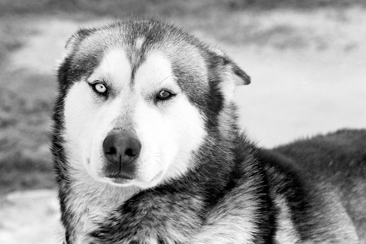 Los siberianos son perros domésticos y fueron originalmente criados para ser perros de trineo.