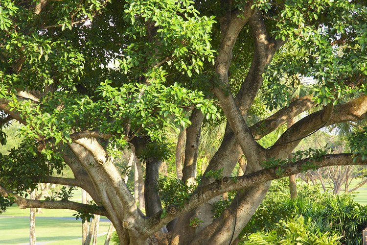 Los árboles de higos forman de pequeños arbustos a árboles.