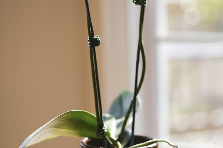 Cuida las orquídeas en macetas con cuidado.