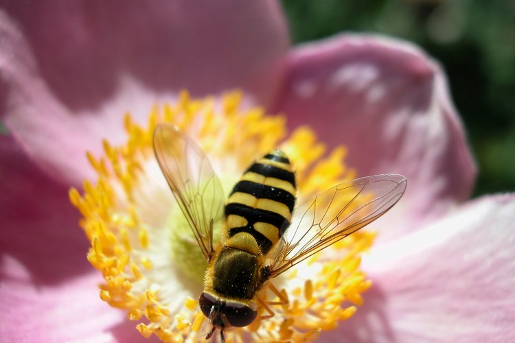 Los abejorros pueden ser una plaga en el jardín.