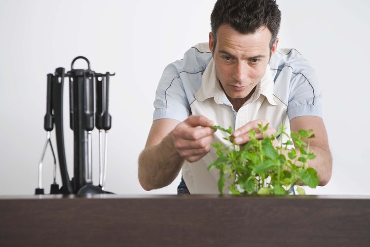 Las plantas de menta producen hojas comestibles.