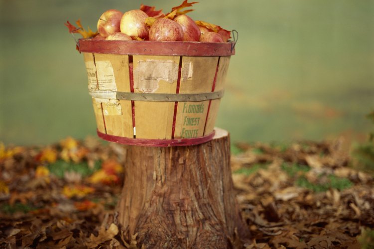 Quita el tocón de un árbol con alguno de varios métodos.