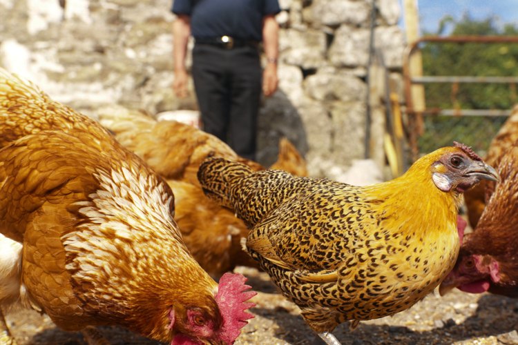 Los pollos broiler comienzan su vida como pollitos.
