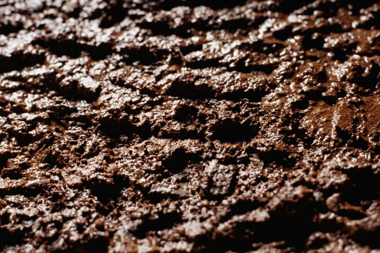 Para el buen crecimiento de esta especie de eucalipto, lo más importante es no dejar que la tierra se seque.