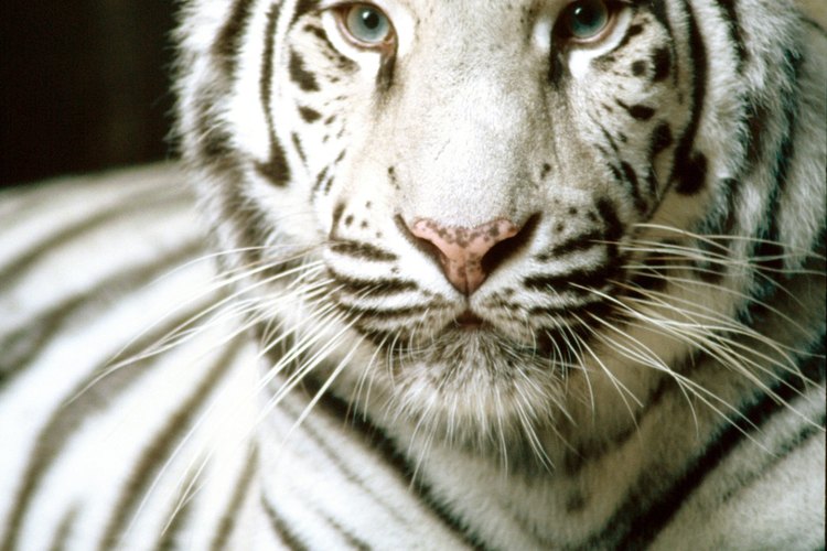 Los tigres blancos tienen una importancia significativa en la cultura coreana.