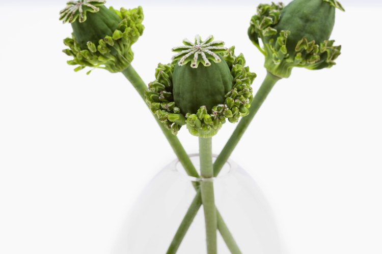 Las cápsulas de amapola se usan como ornamento en arreglos florales.