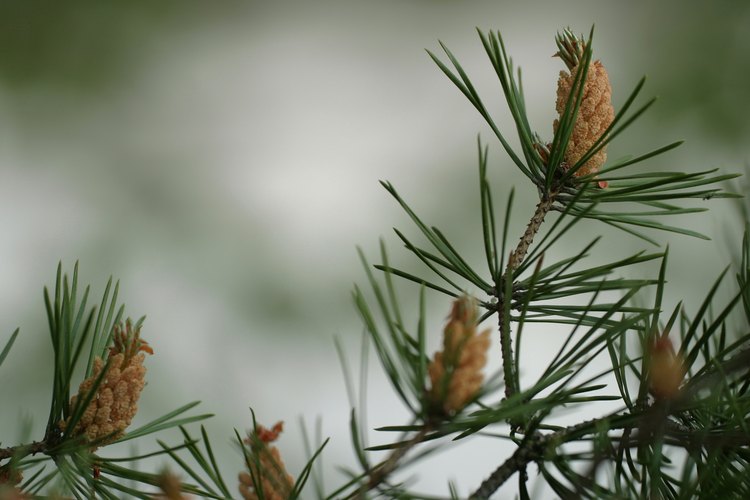 Las plantas como el pino contienen ambas estructuras, la masculina, que ves aquí, y la femenina.