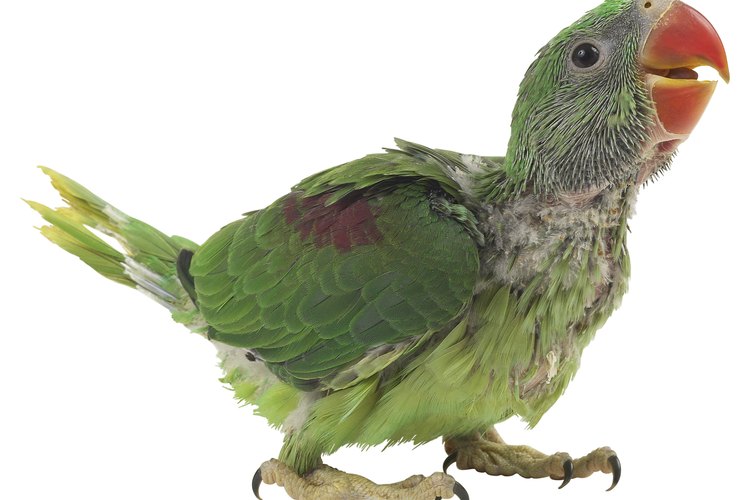 Cómo destetar a un loro bebé.