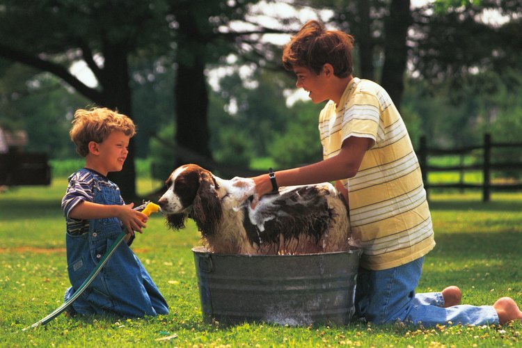 Algunos champús para perros utilizan pequeñas cantidades de aloe.
