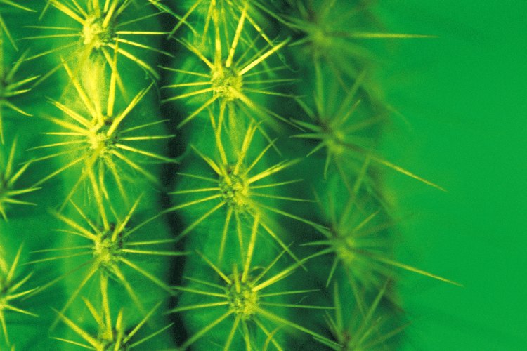 Las espinas de cactus ayudan a la supervivencia en ambientes hóstiles.