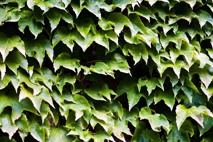 Elimina las enredaderas del patio trasero con una solución de lejía y detergente.