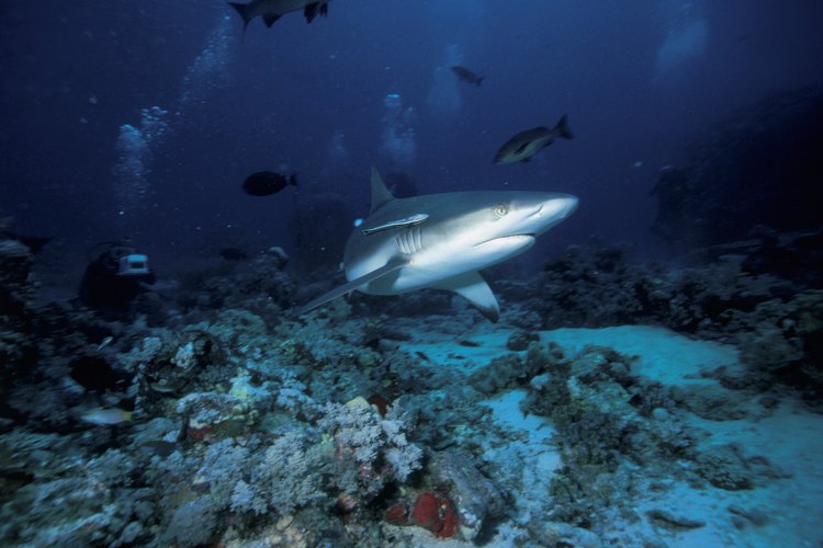 Nada con tiburones en Bora Bora.