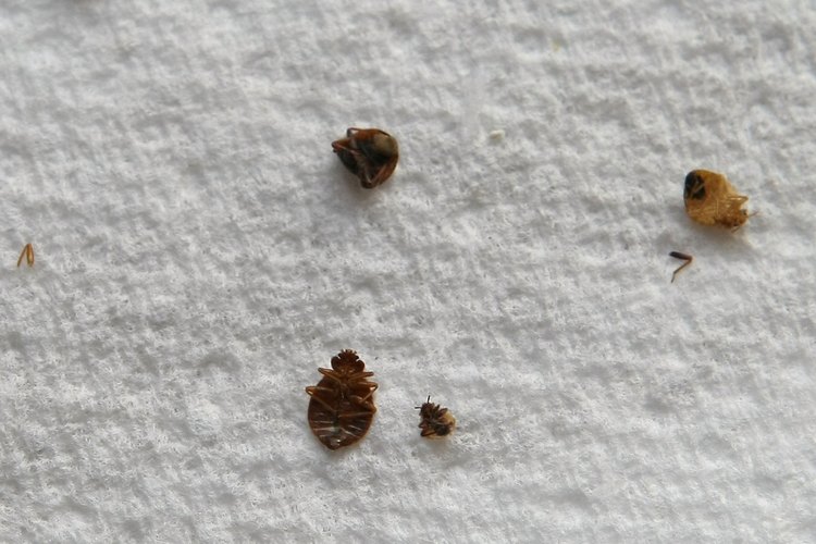 Las chinches hediondas suelen encontrarse en América del Norte.