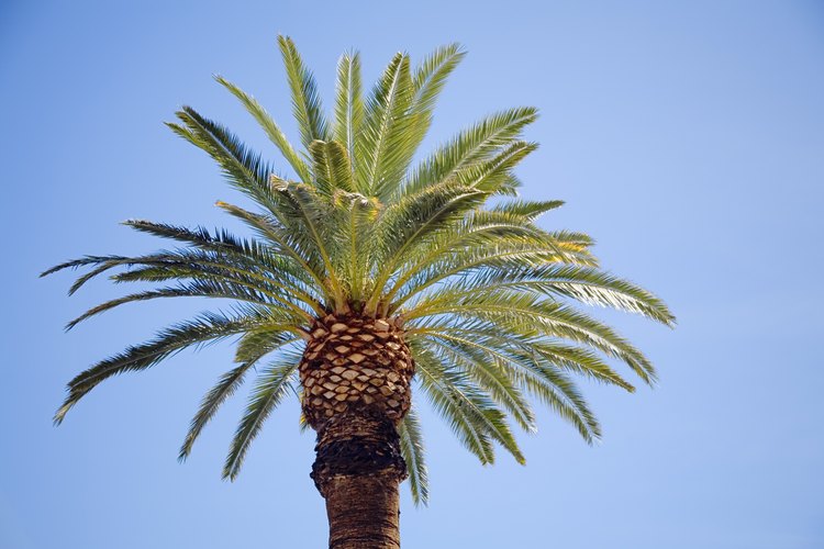 Las palmeras datileras, con troncos gruesos y altos, desarrollan enormes sistemas de raíces de gran difusión.