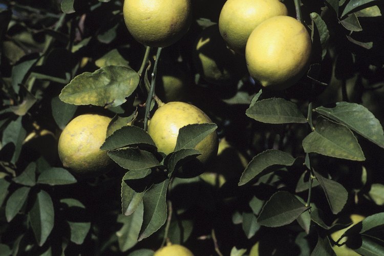 Un limonero muy infestado puede perder hasta un 100 por ciento de sus frutos.