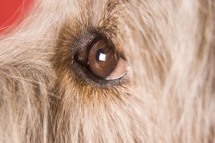 Puedes utilizar cualquier solución salina para tu perro.
