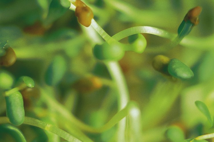 Una vez que el brote produce una hoja, la planta joven es capaz de procesar su propia comida utilizando la energía del sol, llamado fotosíntesis.