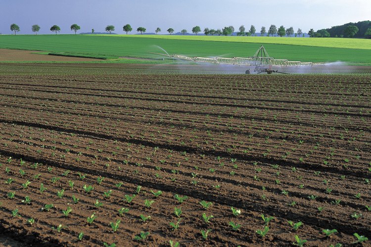 Los agricultores orgánicos eliminan o controlan malezas sin usar productos químicos.