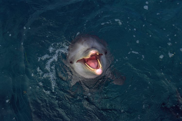 Nada con delfines.