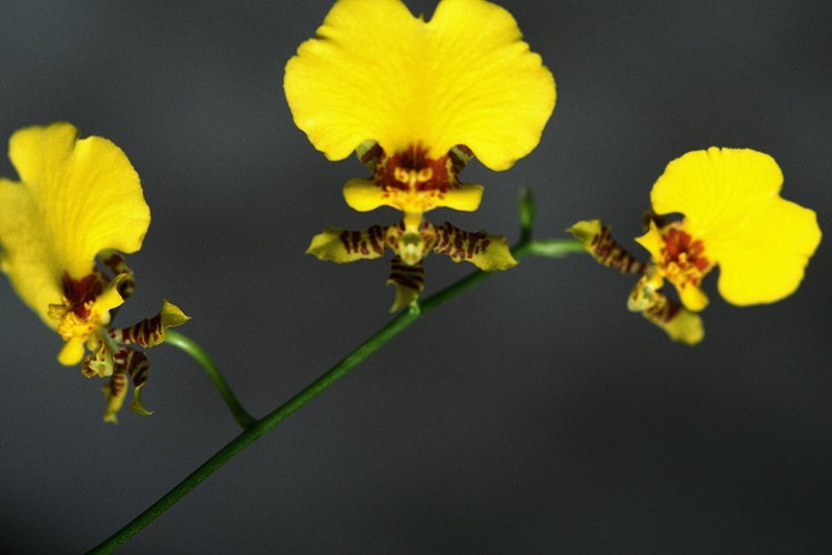 Las orquídeas phalaenopsis tienen flores de varios colores.