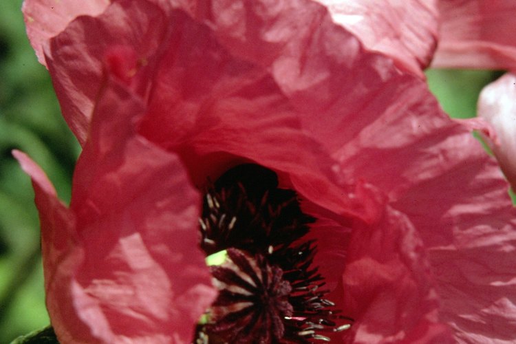 Las amapolas trasmiten consuelo.