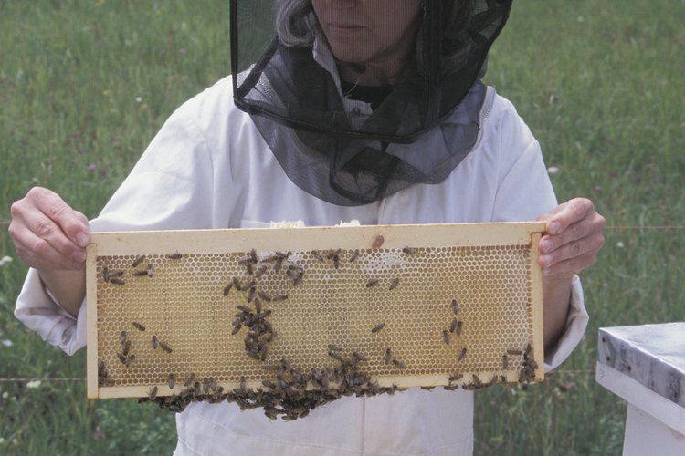 Los apicultores eliminan los productos de los panales artificiales.