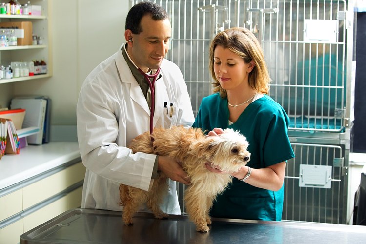 Tu veterinario puede ayudarte a entender más acerca del nacimiento de perros.