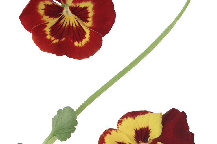 Los pensamientos están disponibles en una gran variedad de colores para complementar tu jardín.