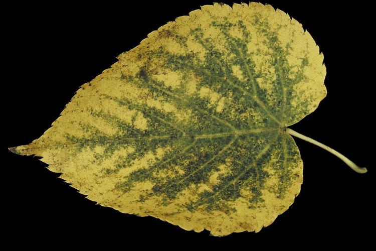 Planta árboles de tilo en áreas húmedas.