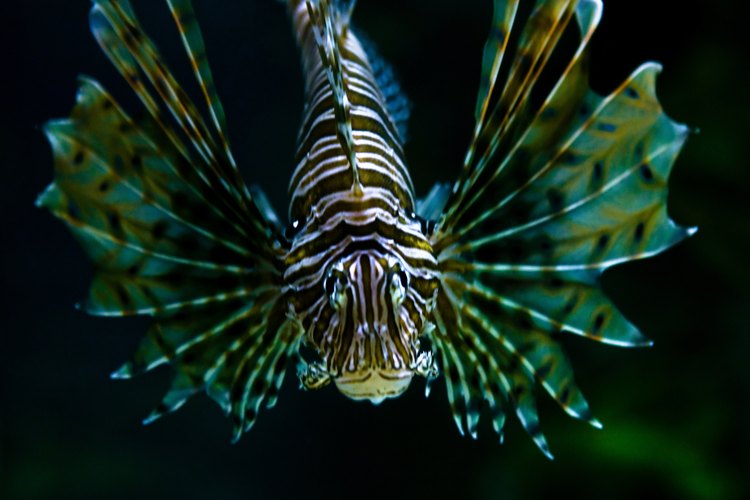 Para determinar el sexo de un pleco es importante identificar las características típicas de los machos.